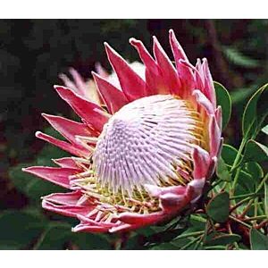 Protea King Minimum 1 stems