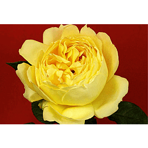 Gardenrose Yellow minimum 5 stems