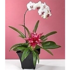 Pinky Bromeliad and Orchid planter