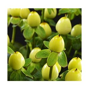 Hypericum berries Lime price per bunch 10 stem