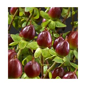 Hypericum berries Coffee