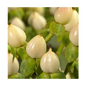 Hypericum berries Cream