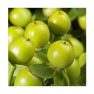 Hypericum berries Green