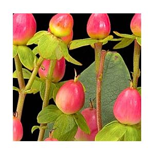 Hypericum berries Pink