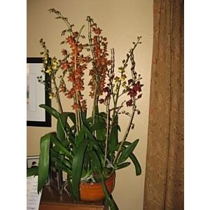Intergeneric Orchid plants , start at 1