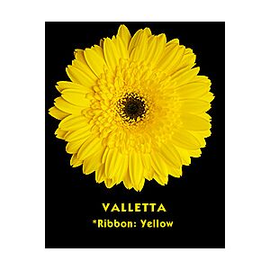 Gerbera Yellow Black Eye (20)