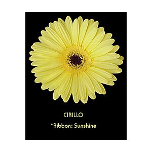 Gerbera light Yellow Novelty (20)