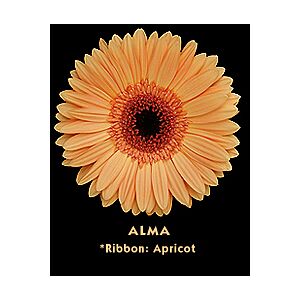 Gerbera Apricot Black Eye (20)