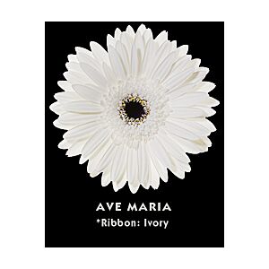 Gerbera white Black Eye (20)