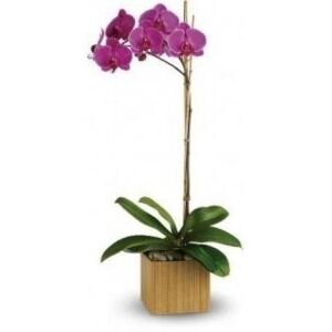 Phalaenopsis Orchid , assorted colors