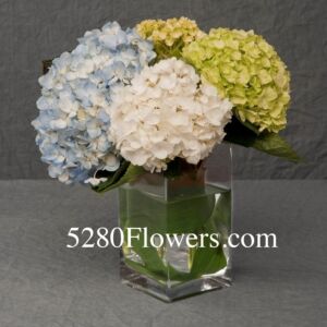 Hydrangea arrangement, long lasting
