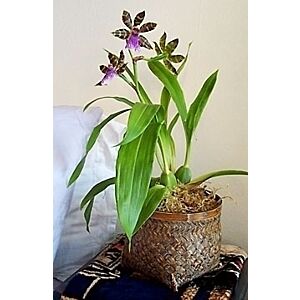 Zygopetalum Orchid SUBJECT TO AVAILABILITY CHECK FIRST