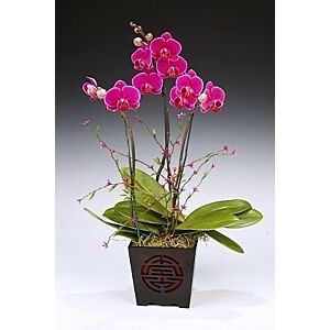 Phalaenopsis pink