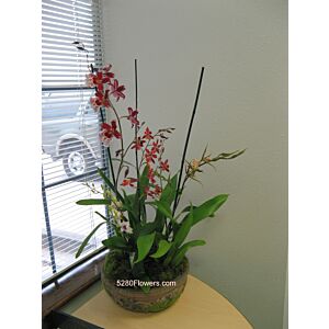 Intergeneric Orchid planter.Spectacular !