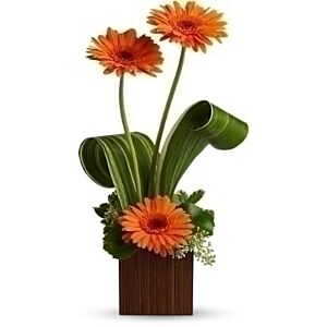 Gerbera out of the box, pick colors