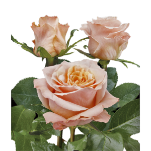 Garden rose Peach Shimmer minimum 12 stems