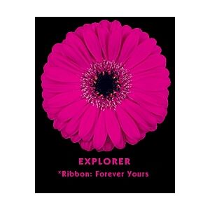 Gerbera Dark Pink Black Center (20)