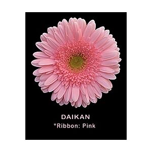 Gerbera Pink daiking (20)