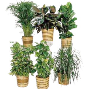 Plant Subscriptions LOCAL GROWN