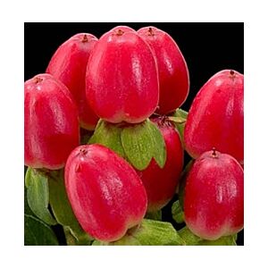 Hypericum berries Red