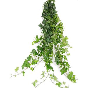 Ivy Green