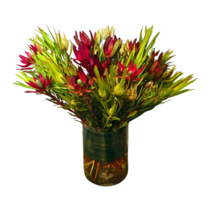 Leucadendron arrangement, long lasting and unique!
