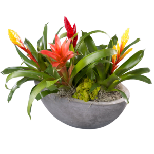 Large Bromeliad planter, from Local Nursery