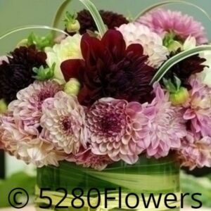 Dahlia arrangement Locally Grown !