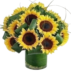 Classy local Sunflower arrangement with Aspidistra