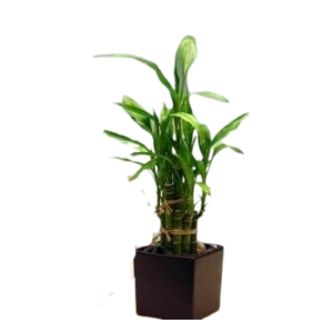 Lucky Bamboo