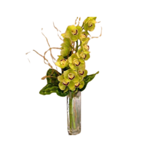 Mini Cymbidium Orchid arrangement LONG LASTING