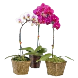 Mini Phalaenopsis