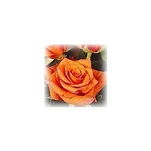 Rose Milva minimum 25 stems