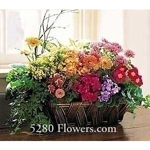 Mixed blooming plant basket