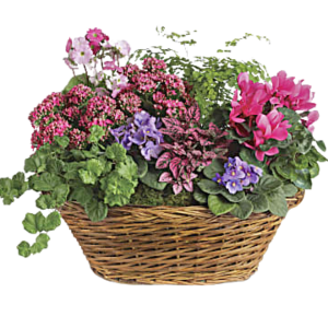 large local Mixed Pinky Planter