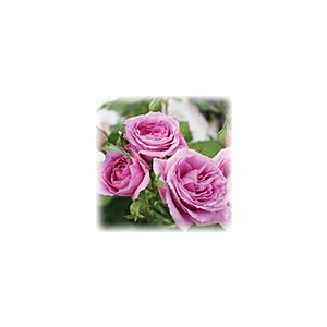Floribunda Rose Mon Cherie 10 stem