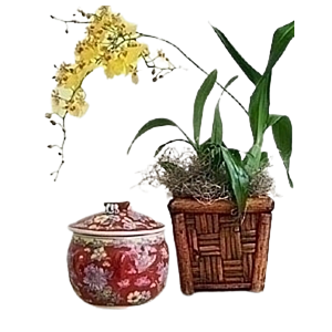 Dancing lady Oncidium