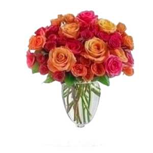 Orange and Hot Pink Sherbet Roses