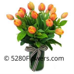 Fall Tulips