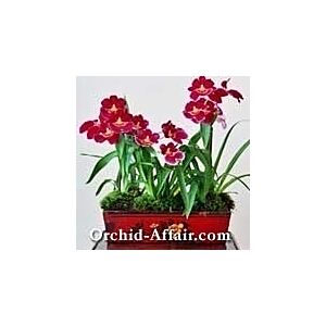 Miltonia Orchid planter( deliver in bud ) EZ Care