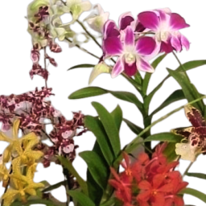 Deluxe Orchid Plant of the month Club 3 months