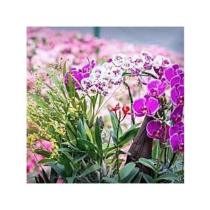 Orchid Plant of the month Club 3 months Grower pot