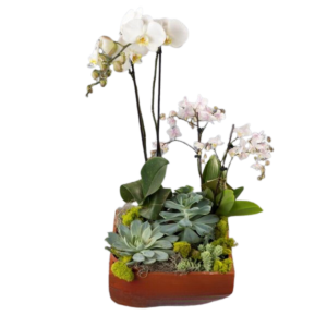 Local Phalaenopsis White Double with succulents