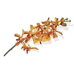 Orchid Mokara Pannee