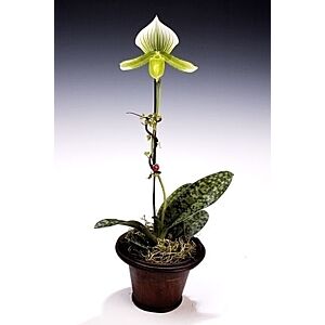 Lady slipper orchid