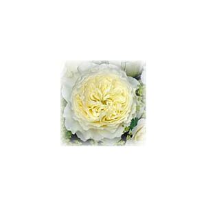 Garden rose White " David Austin Type " minimum 5 stems