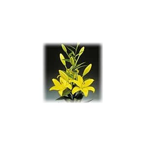 Lilly Asiatic Yellow Minimum 5 stems LOCAL SUPER!