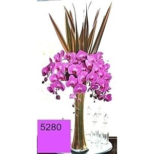 Supreme Phalaenopsis Orchids