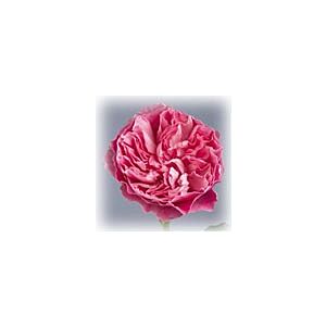 Garden rose Pink "David Austin Type" minimum 5 stems