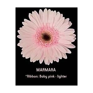 Gerbera Light Pink (20)